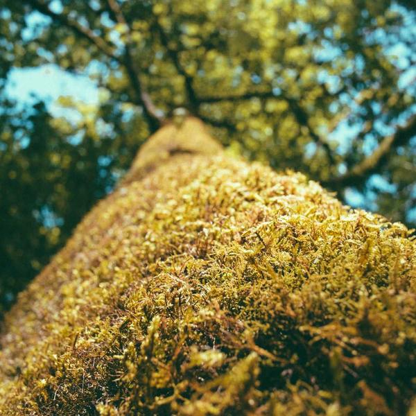 Fitness Workout Tracker — PDF