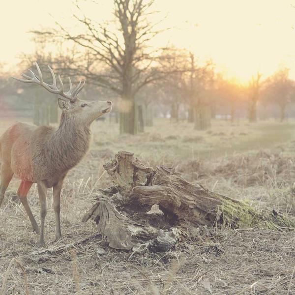 Silver Moonstone Pendant Necklace