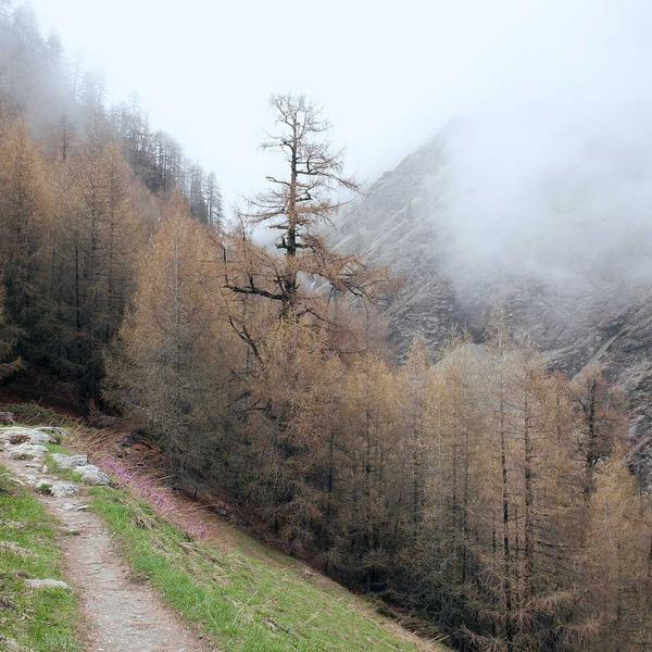 Rose Quartz Ring — Adjustable